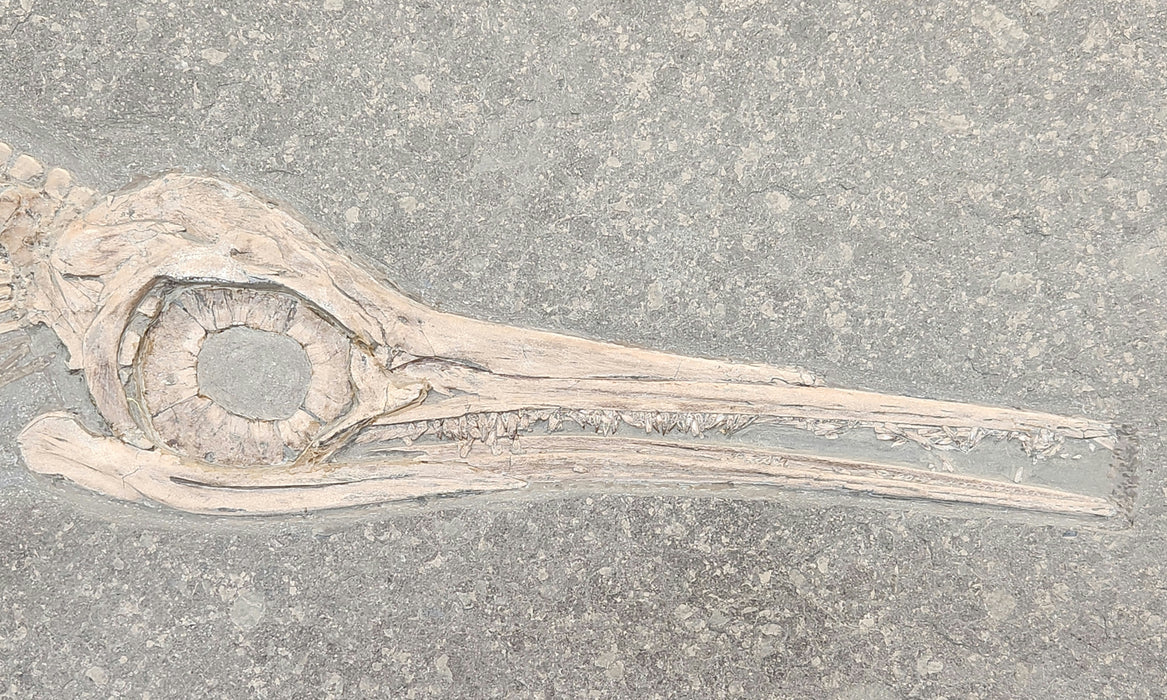 Ichthyosaur Fossil | Stenopterygius quadriscissus | Germany