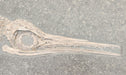 In Stone Fossils 