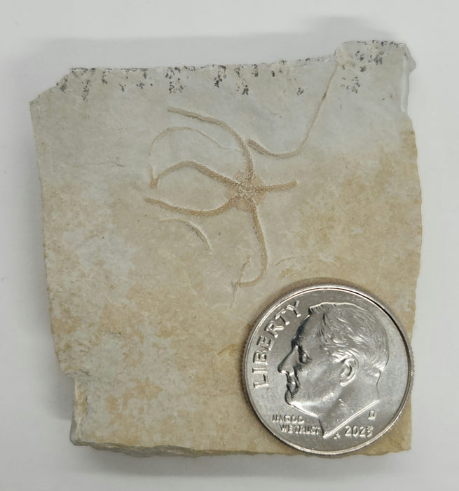 Fossil Brittle Star | Germany