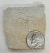 In Stone Fossils 