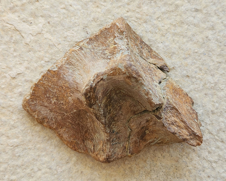 Edmontosaurus Skull Bone | Montana