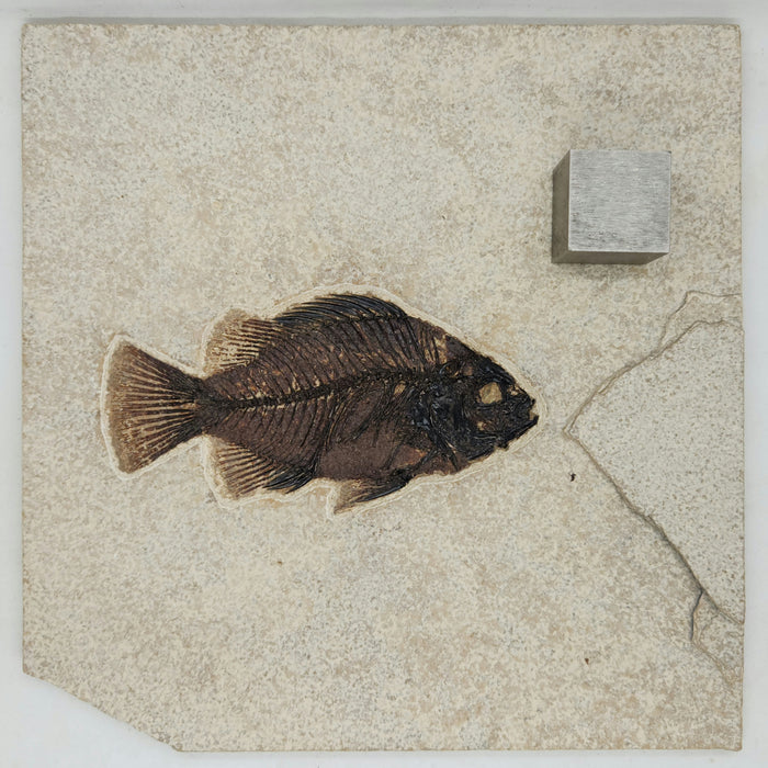 4.5" Cockerellites liops (formerly Priscacara liops) | 100% Natural | Green River Formation | Wyoming