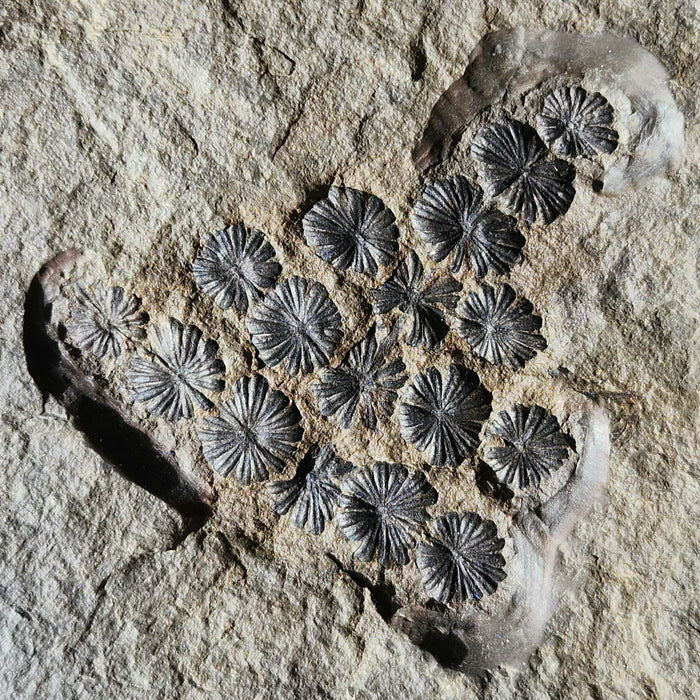 Fossil Plant | Annularia sphenophylloides | Spain