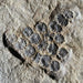 In Stone Fossils 