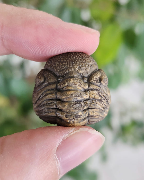 Enrolled Morocops Trilobite | Morocco