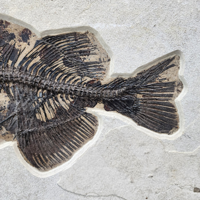 Phareodus encaustus with unique taphonomy | 100% Natural Specimen | Green River Formation