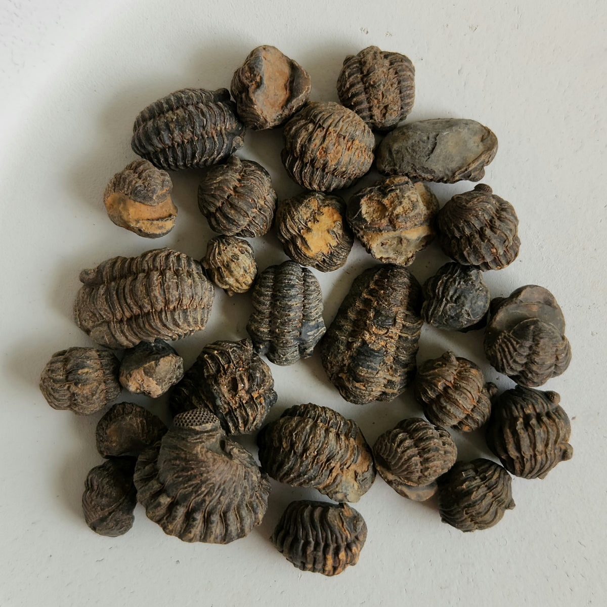 Roly Poly Trilobites 8814105886942 — In Stone Fossils