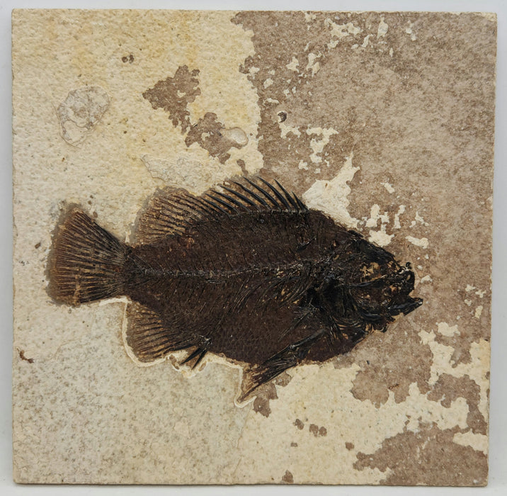 4.75" Cockerellites liops (formerly Priscacara liops) | 100% Natural | Green River Formation | Wyoming