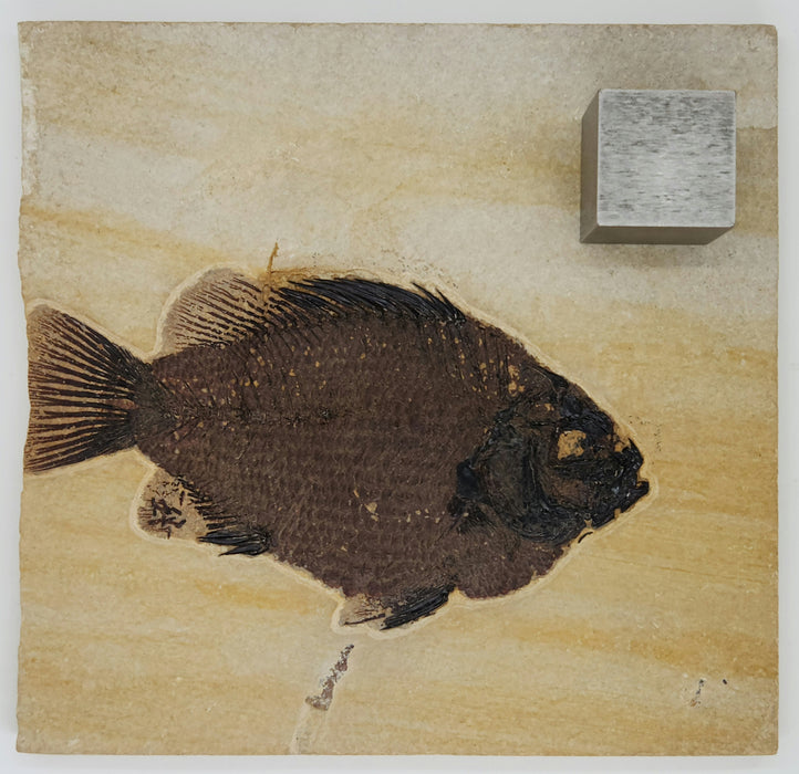 Deep-Bodied 5" Cockerellites liops (formerly Priscacara liops) | 100% Natural | Green River Formation | Wyoming