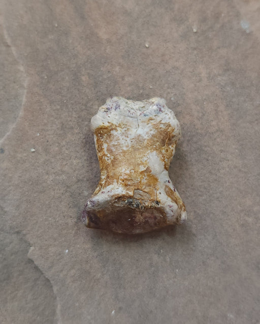In Stone Fossils 