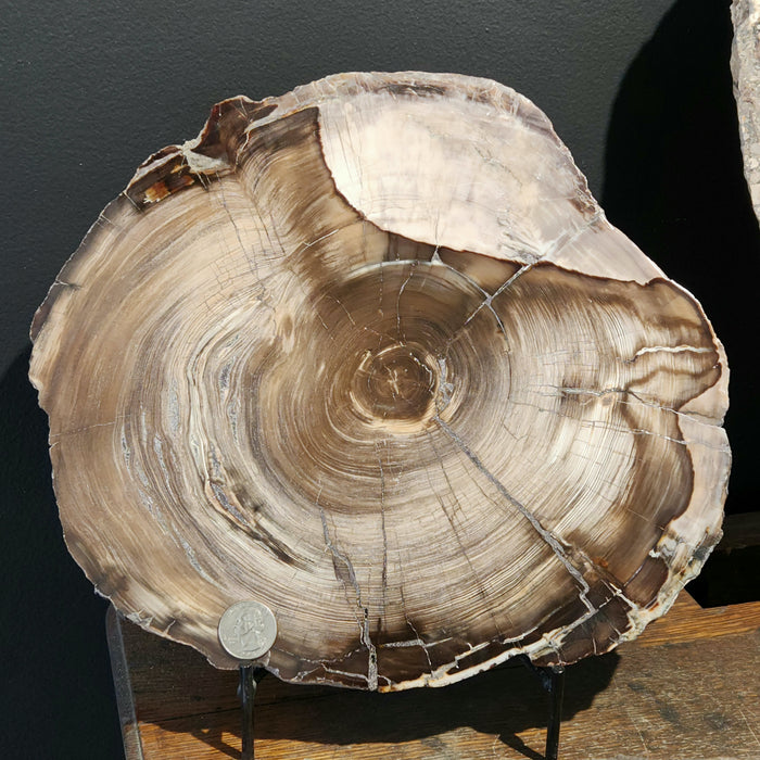 Cedar Wood Slab | Washington