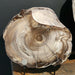 In Stone Fossils 