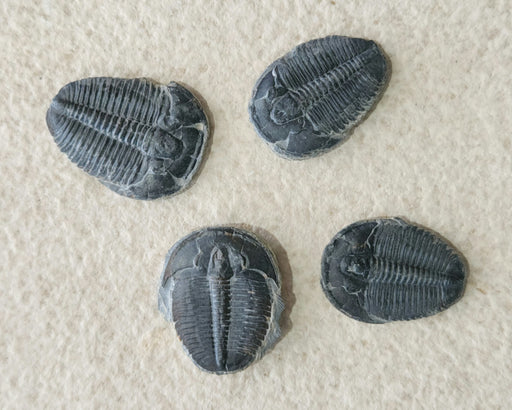 In Stone Fossils 
