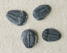 In Stone Fossils 