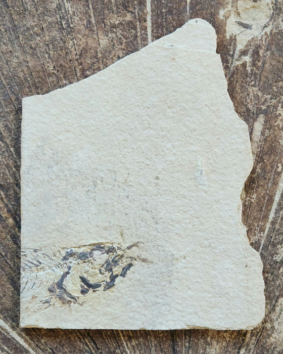 Positive/Negative Pair of a Partial Fossil Fish Aspiration | Mioplosus labracoides | Wyoming