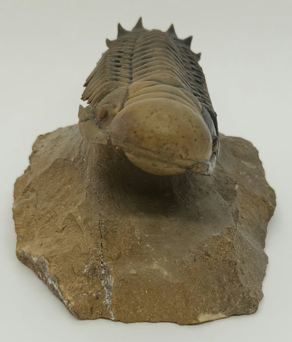 Crotalocephalina Trilobite | Morocco