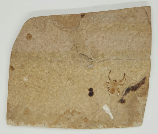 In Stone Fossils 