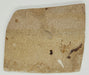 In Stone Fossils 