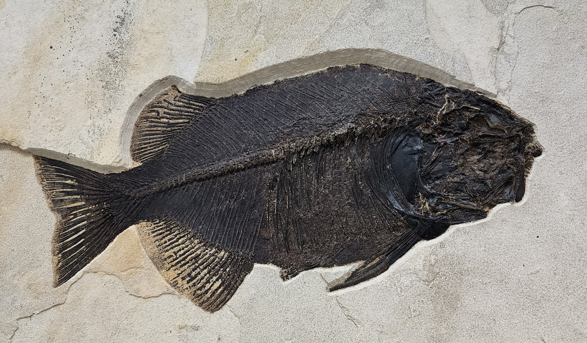 Assorted Fossil Fish Plate | 100% Natural | Green River Formation | Wyoming