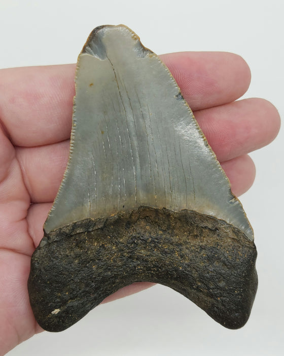 3.5" Megalodon Tooth | Hawthorn Formation
