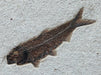 In Stone Fossils 