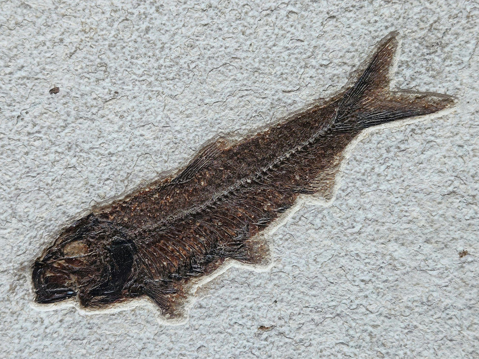 Triple Knightia eocaena | 100% Natural | Green River Formation | Wyoming