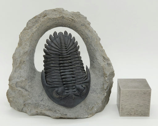 In Stone Fossils 