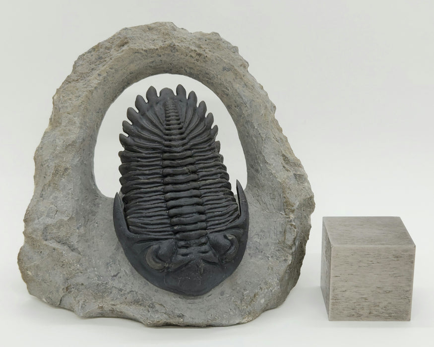 Hollardops Trilobite | Morocco