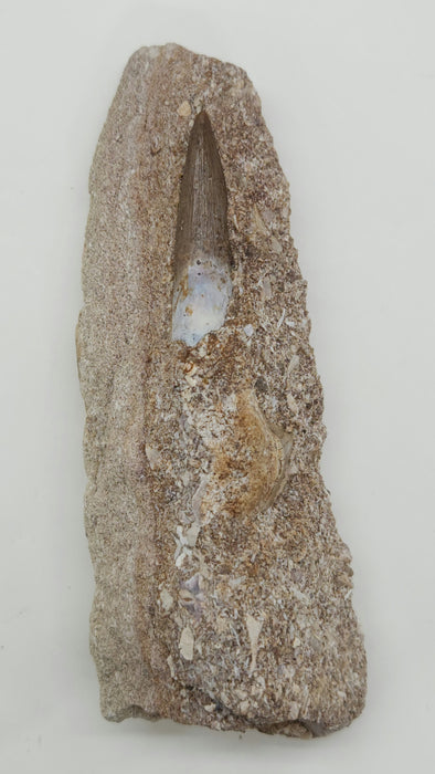 Plesiosaur Tooth in Matrix