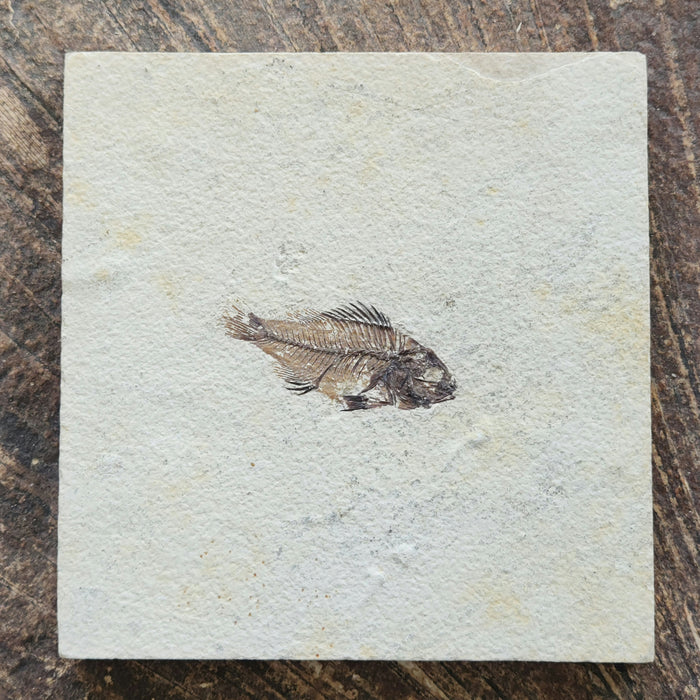 Rare Juvenile Priscacara serrata | Green River Formation | Wyoming