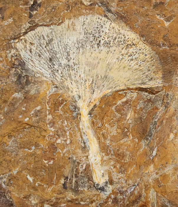 Fossil Ginkgo leaf | Ginkgo cranei | North Dakota