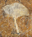In Stone Fossils 