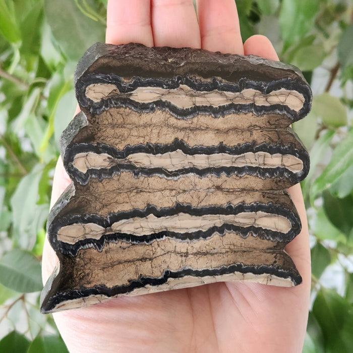 Polished Mammoth Molar Slice
