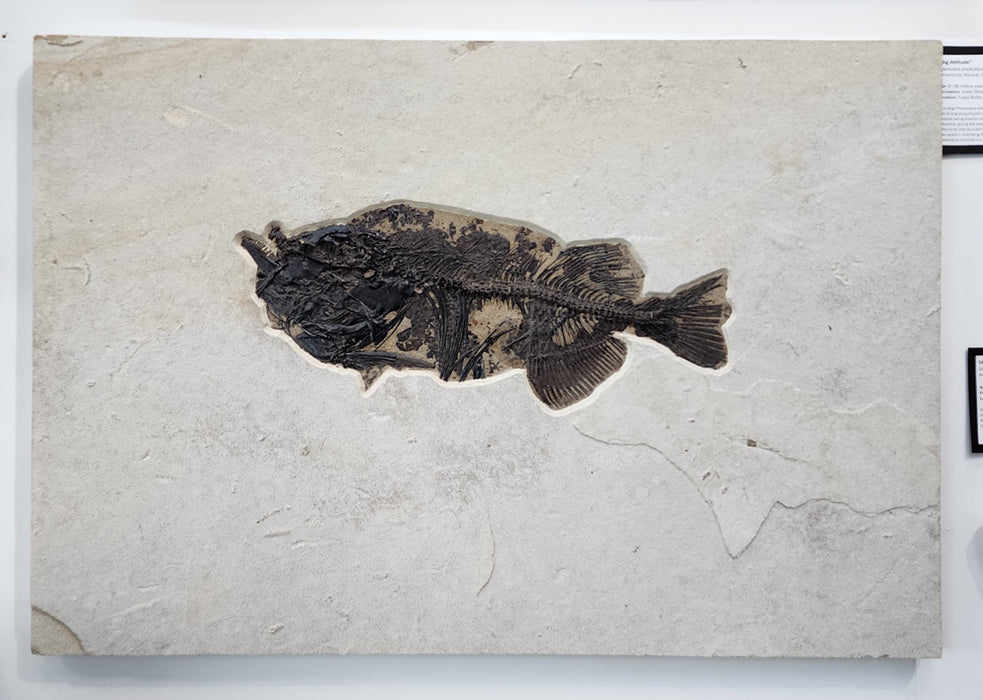 Phareodus encaustus with unique taphonomy | 100% Natural Specimen | Green River Formation