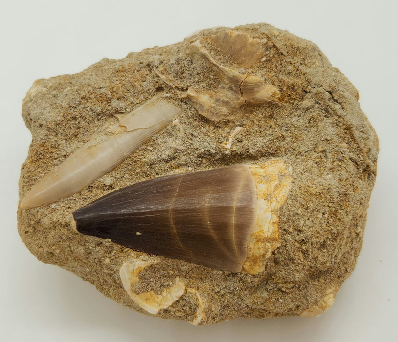 Mosasaur Tooth and Plesiosaur Tooth in Matrix | Morocco
