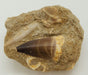In Stone Fossils 