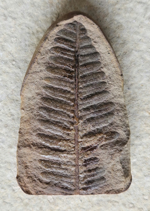 Fossil Fern | Laveineopteris rarinervis | Illinois