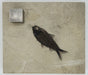 In Stone Fossils 