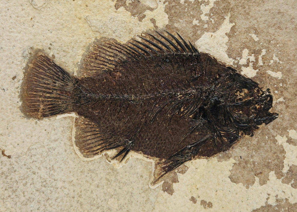 4.75" Cockerellites liops (formerly Priscacara liops) | 100% Natural | Green River Formation | Wyoming