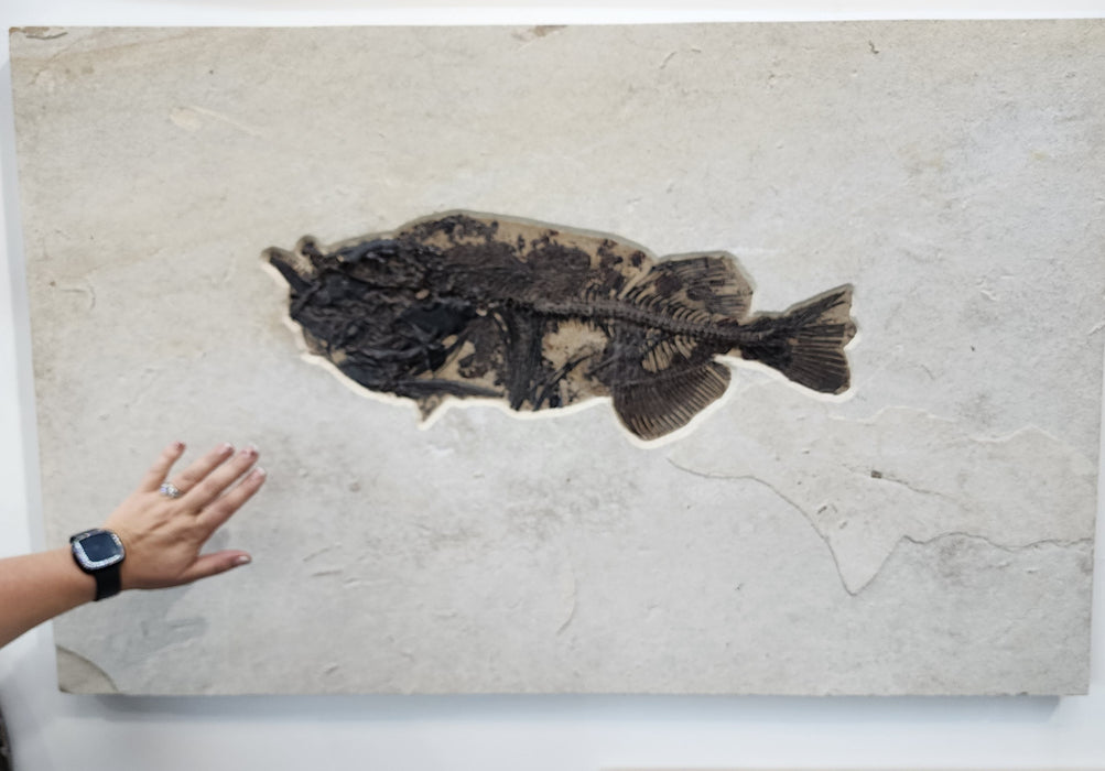 Phareodus encaustus with unique taphonomy | 100% Natural Specimen | Green River Formation