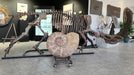 In Stone Fossils 