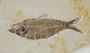 In Stone Fossils 