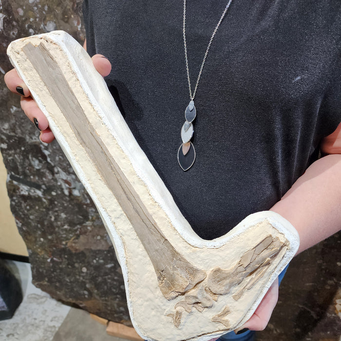 Pteranodon Wing Bone | Grove County, Kansas