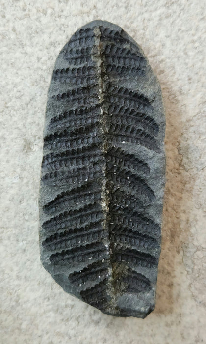Fossil Fern | Laveineopteris rarinervis | Illinois