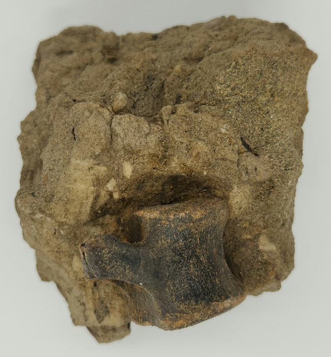 Hadrosaur Caudal (Tail) Vertebra on Matrix | Montana