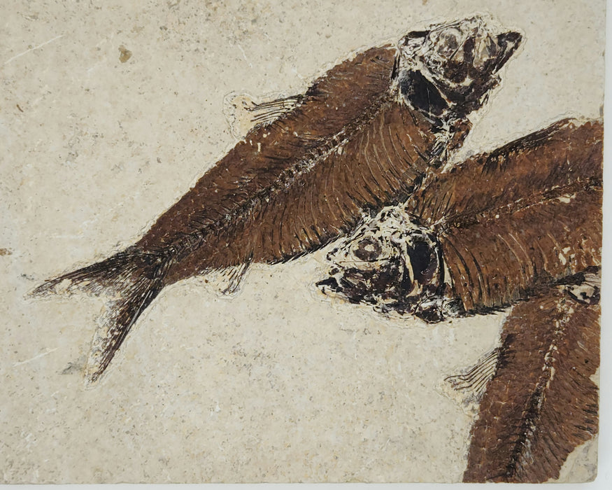 4.75" Knightia eocaena with Two Partial Knightia | 100% Natural | Green River Formation | Wyoming