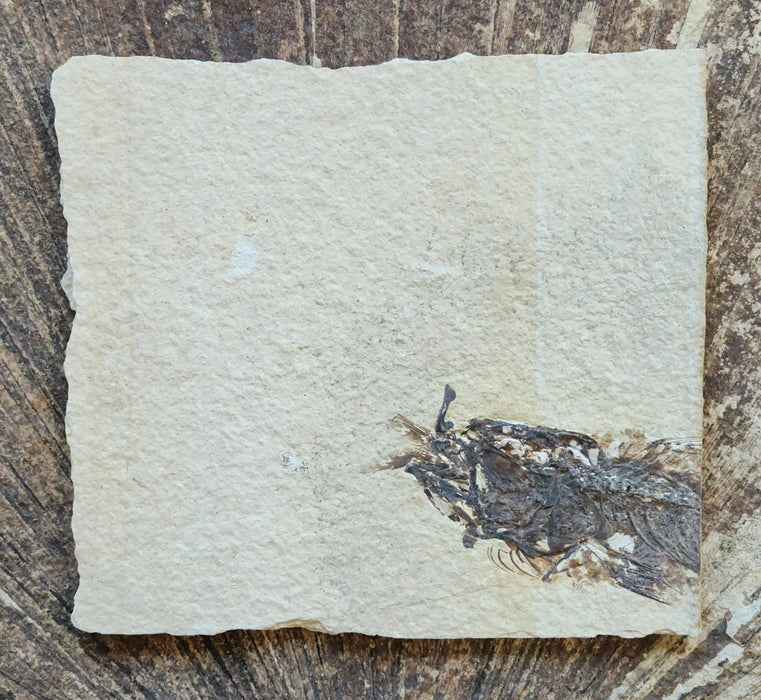 Positive/Negative Pair of a Partial Fossil Fish Aspiration | Mioplosus labracoides | Wyoming