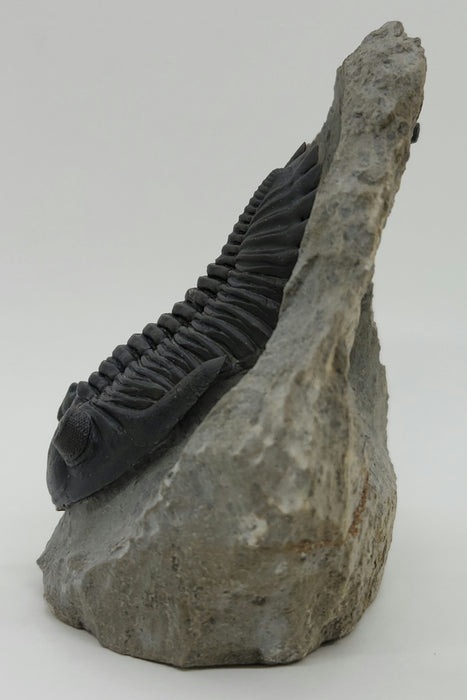Hollardops Trilobite | Morocco