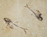 In Stone Fossils 