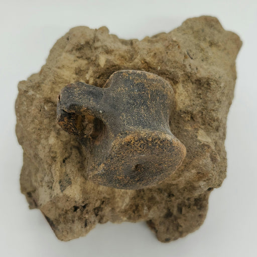 In Stone Fossils 
